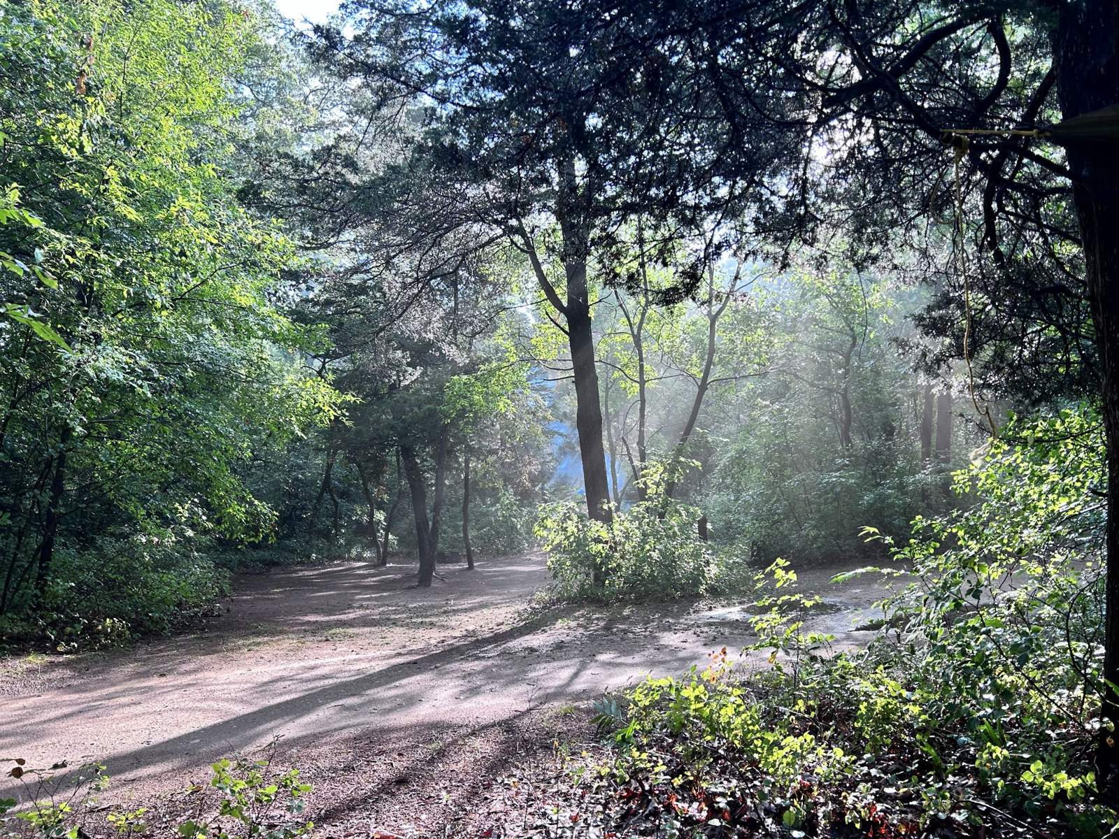 Morning sun breaking through pines and oaks over an empty campground road at Pinery, mist rising off the wet ground