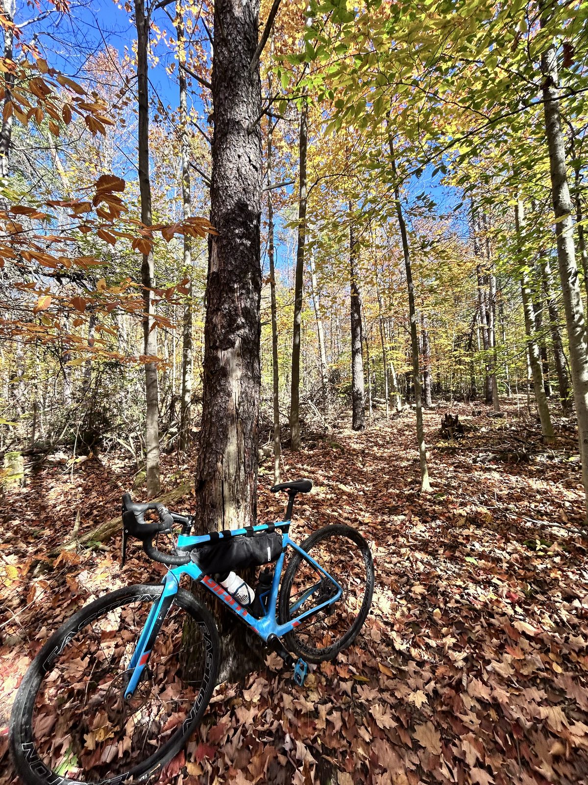 A blue gravel bike leaning against a tree on a trail completely covered in brown and orange leaves, a tall forest of yellowing maples behind