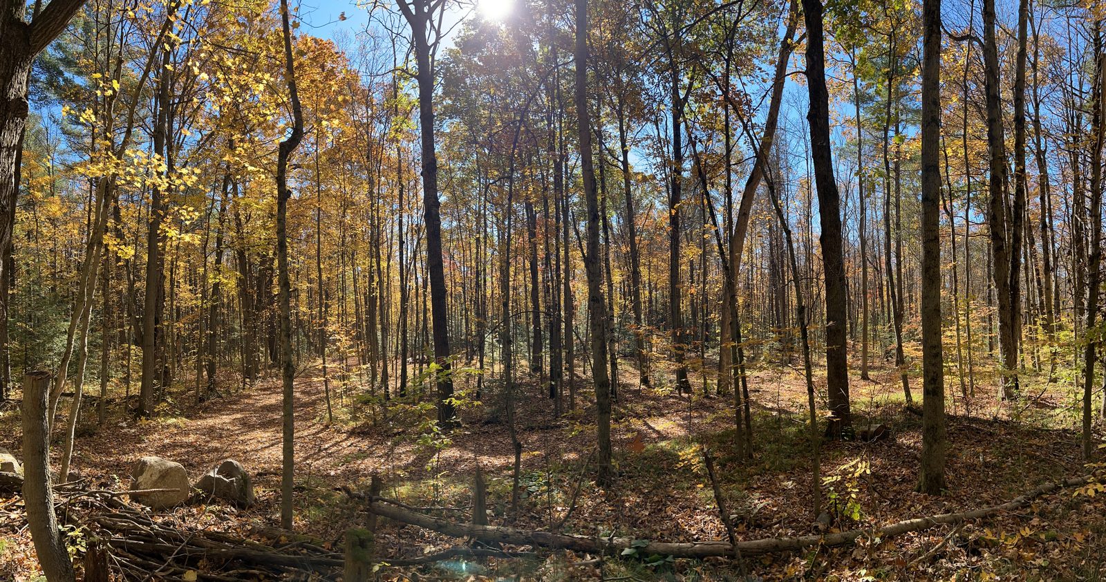 A wide panorama of tall straight forest, yellow and gold canopy, sun breaking through, a carpet of brown leaves on the forest floor