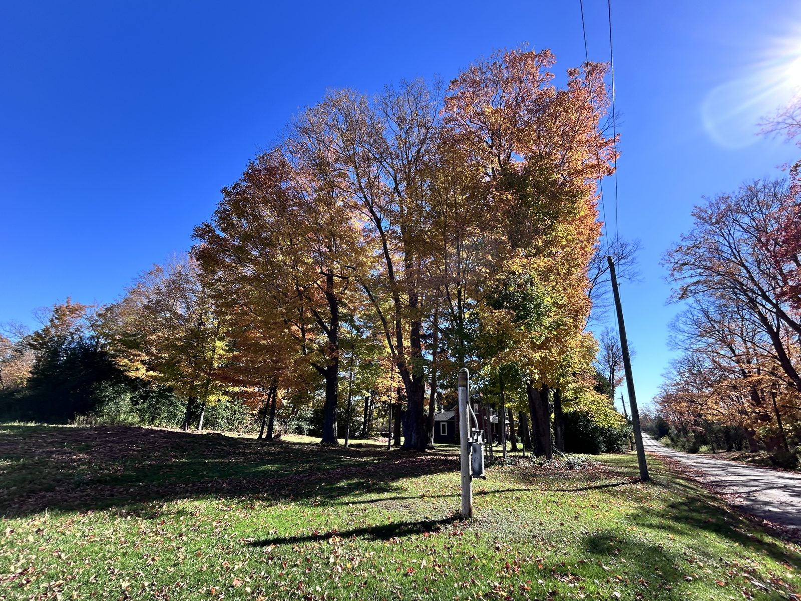 A blue gravel bike leaning on a big granite boulder under an old maple, a gravel lane on the left and a field of dry corn behind, fallen leaves everywhere