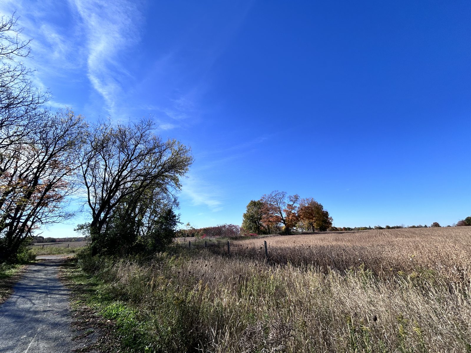A narrow gravel path running between a hedgerow and a field of tall dry grass, a stand of red and orange trees in the distance, deep blue sky with wisps of cloud