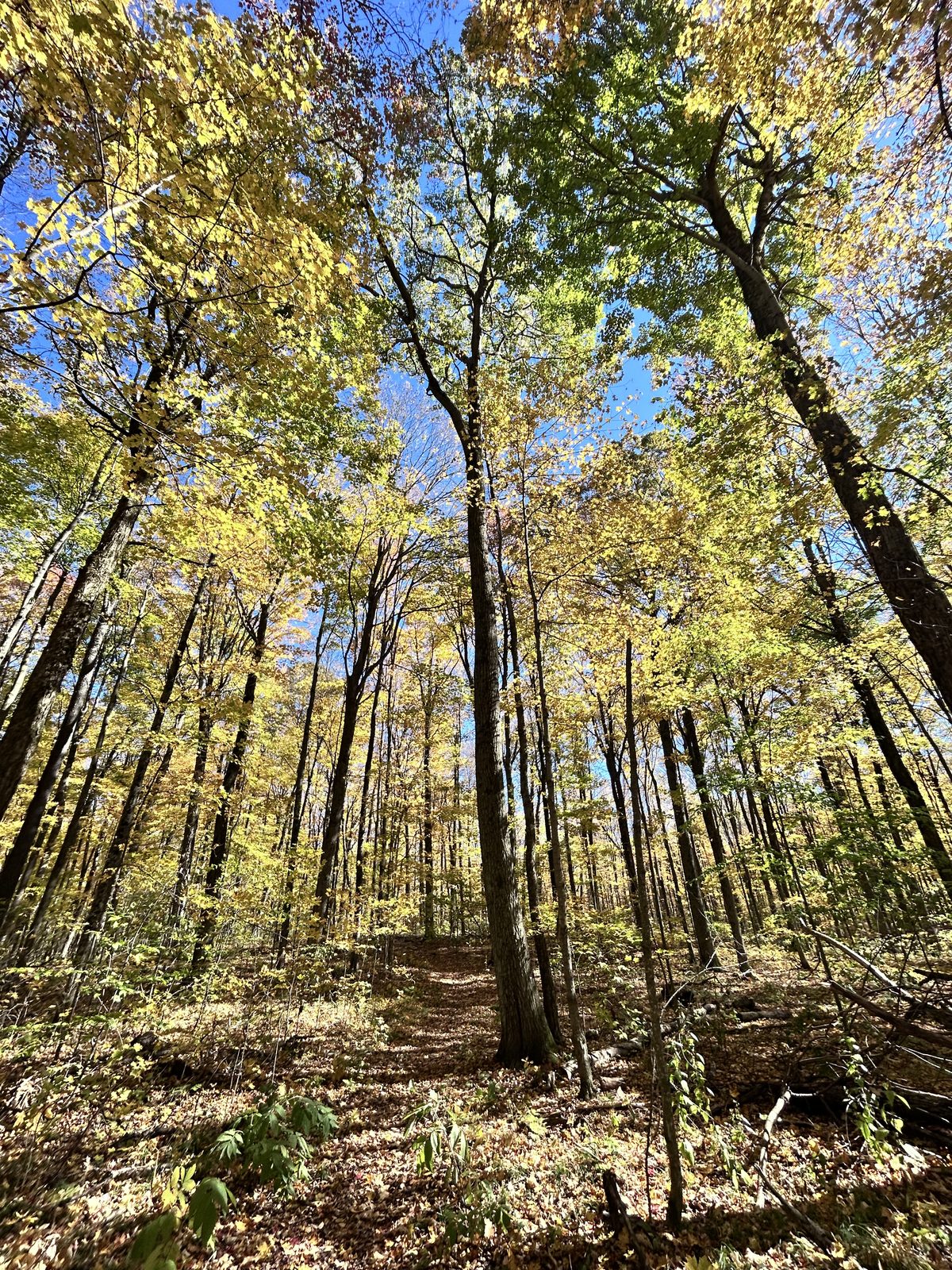 Looking up through tall maples with leaves turned bright yellow against a deep blue sky