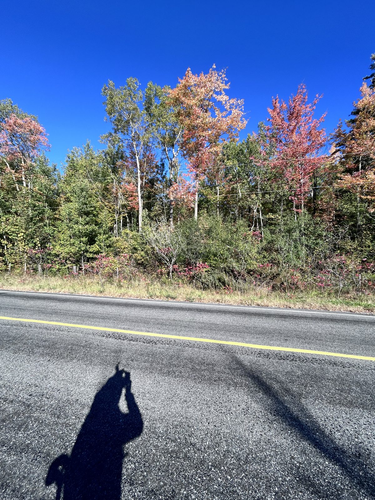 A roadside wall of red, orange and green maples and white birch under a deep blue sky, the rider's shadow on the asphalt in the foreground