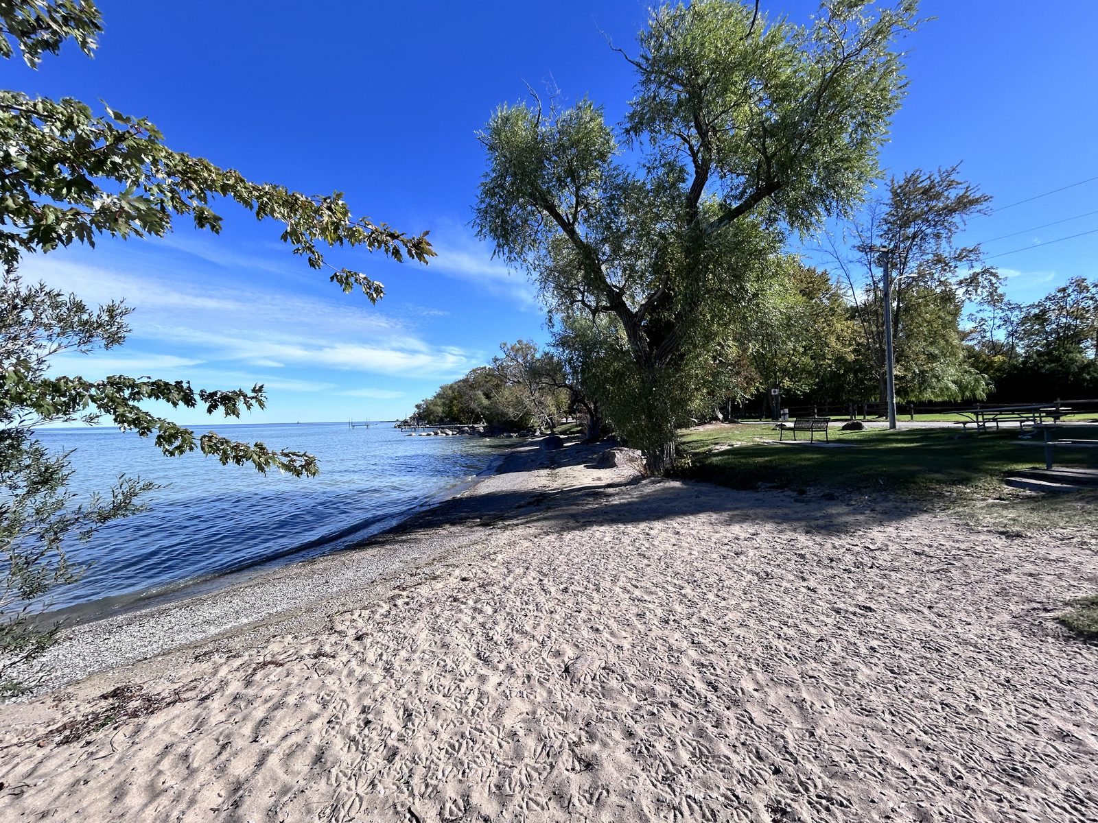 A curving sand beach with footprints, a large willow over the beach and open blue water to the left, picnic tables on grass beyond