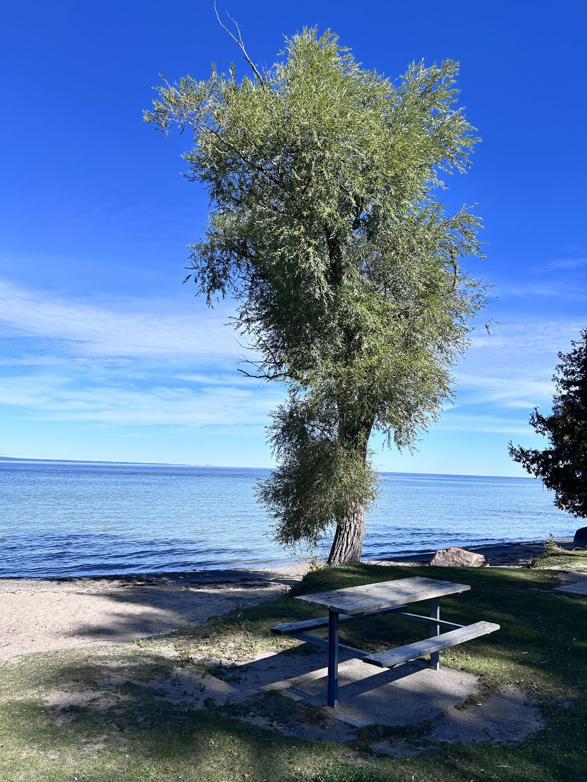 A tall feathery willow on the shore beside a weathered picnic table, Lake Simcoe flat and blue all the way to the horizon