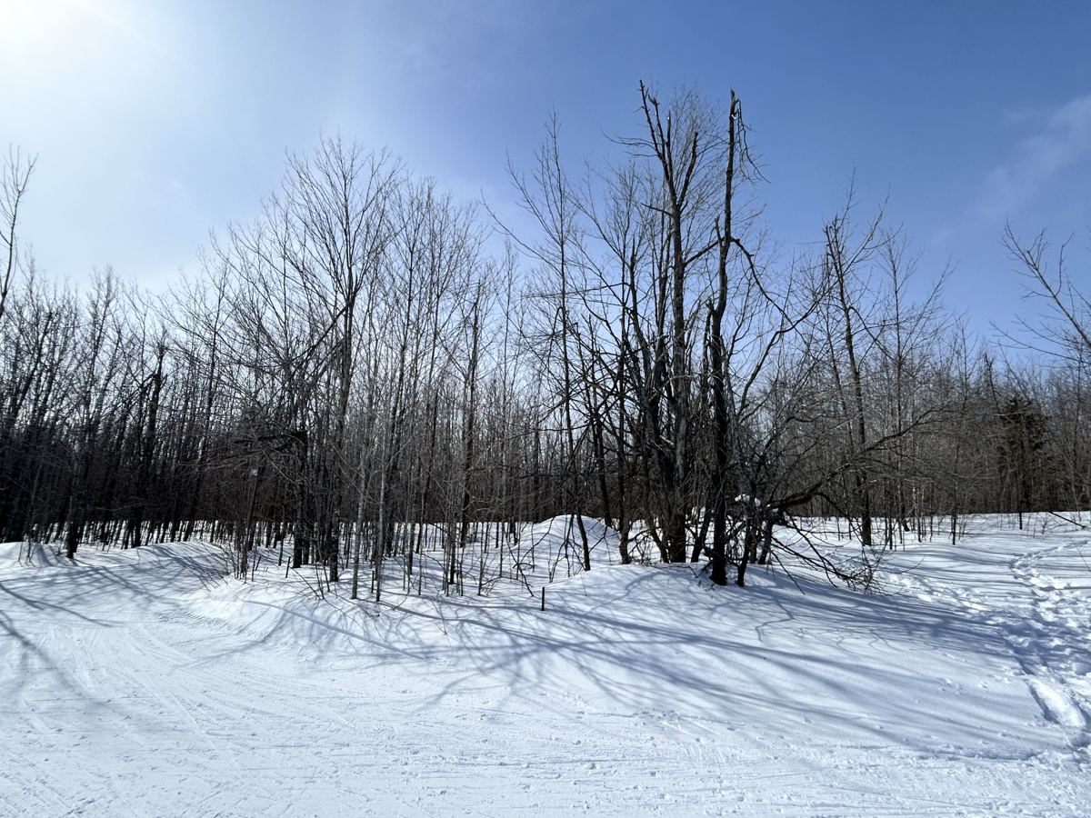 A groomed ski trail curving past bare hardwoods in deep, sunlit snow