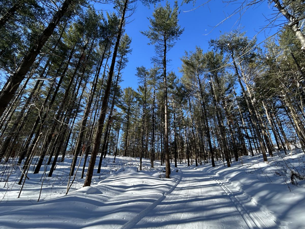 A groomed cross-country ski trail through tall pines under a blue winter sky